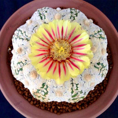 Rare Lithops Seeds - Living Stones Succulent, Organic Cactus Seeds for Indoor Garden, Bonsai & Succulent Lovers