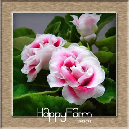 Vibrant 9-Color Gloxinia Seeds - Perennial Sinningia Speciosa, Bonsai & Balcony Flowers - USA-Grown
