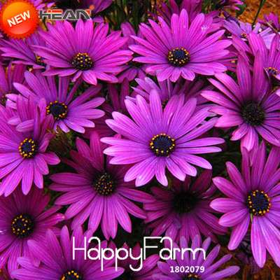 Blue Daisy Osteospermum Seeds - Grow Potted Flowering Plants for DIY Home Garden