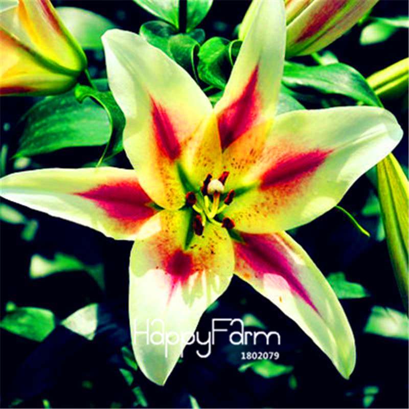 Lily Flower Seeds - Easy to Grow Bonsai Plants for Home & Garden | Fast Blooming