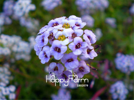 Sweet Alyssum Seeds - Rare Color, Beautiful & Easy to Grow for Home Garden DIY