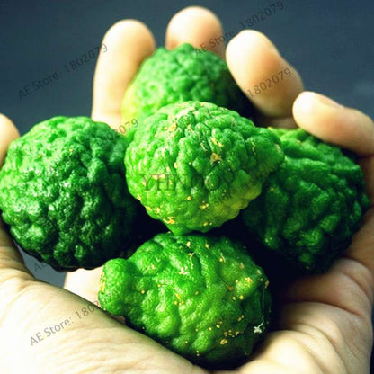 Key Lime Seeds, Delicious Potted Organic Fruit Seeds,(Citrus Aurantifolia) , Fruit Lemon Tree For Home Garden