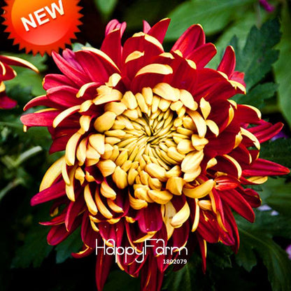 Rare Bicolor Red & Yellow Chrysanthemum Seeds - Vibrant DIY Garden Flowers for Pots, Gifts