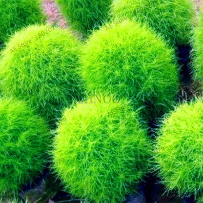 Broom Sedge Seeds for Lawn, Bonsai & DIY Garden - Home & Flowerpot Planting Decor