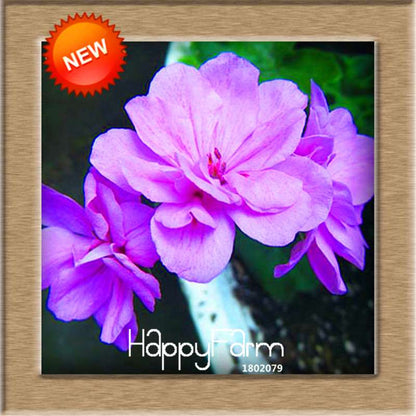 Pelargonium Peltatum Seeds - Geranium Flower Seeds, 17 Colors, Perennial Blooms for Garden & Containers