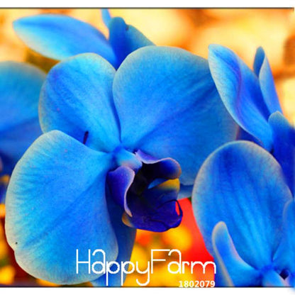 Blue Butterfly Orchid Seeds - Rare Bonsai Phalaenopsis for Stunning Gardens