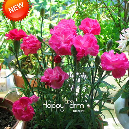 Black Carnation Flower Seeds - Rare Dianthus Bonsai Plants for Home Garden, Unique & Exotic Blooms