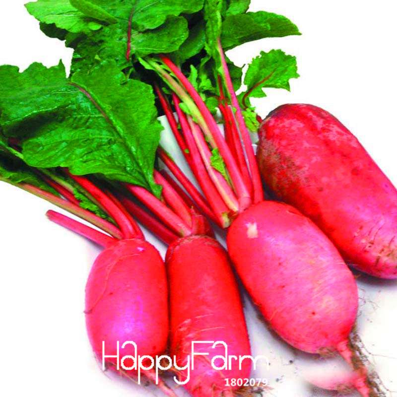 Organic Non-GMO Red Radish Seeds - Premium Vegetable & Fruit Garden Seeds for Home Planting