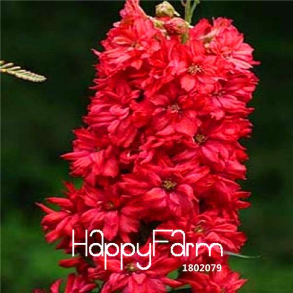 Bonsai Seeds - Forking Larkspur Salmon (Delphinium Consolida) | Organic Garden Flowers for Home Decor