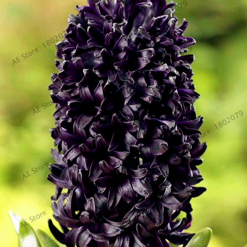 Hyacinth Seeds for Planting - Easy-Grow Potted Bonsai Flowers, Indoor/Outdoor Garden