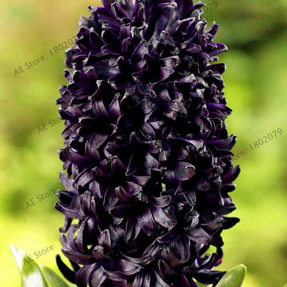 Hyacinth Seeds for Planting - Easy-Grow Potted Bonsai Flowers, Indoor/Outdoor Garden