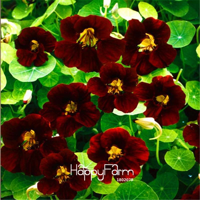 Fresh Tropaeolum Majus Nasturtium Seeds - Easy to Grow, Vibrant Flowers for Garden Planting (Fast Shipping)