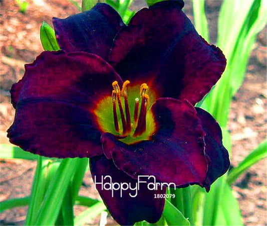 Black Daylily Flower Seeds - Potted Bonsai for Garden Planting, Home & Outdoor Decor