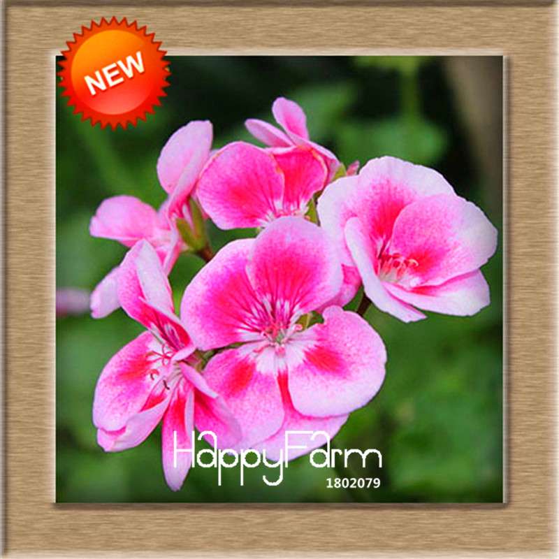 Pelargonium Peltatum Seeds - Geranium Flower Seeds, 17 Colors, Perennial Blooms for Garden & Containers