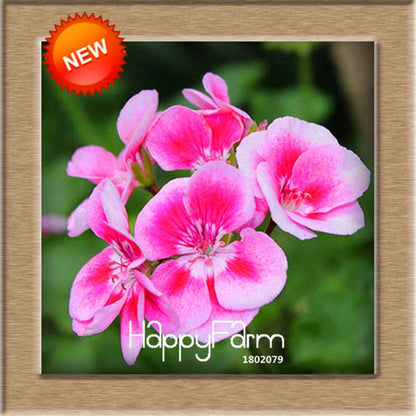 Pelargonium Peltatum Seeds - Geranium Flower Seeds, 17 Colors, Perennial Blooms for Garden & Containers