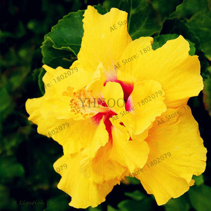 Colorful Bonsai Hibiscus Seeds - Perennial Flower for Home Garden Planting, Hibiscus Mutabilis