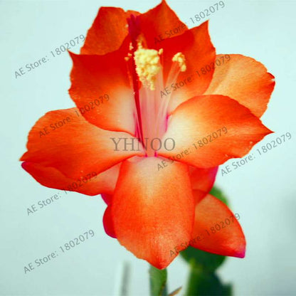 Mixed Color Christmas Cactus Seeds - Schlumbergera Bonsai Plant for Home & Garden Planting