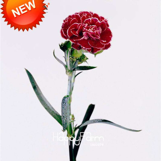 Red White Carnation Seeds Potted Courtyard Garden Plants Dianthus Caryophyllus Flower Seeds