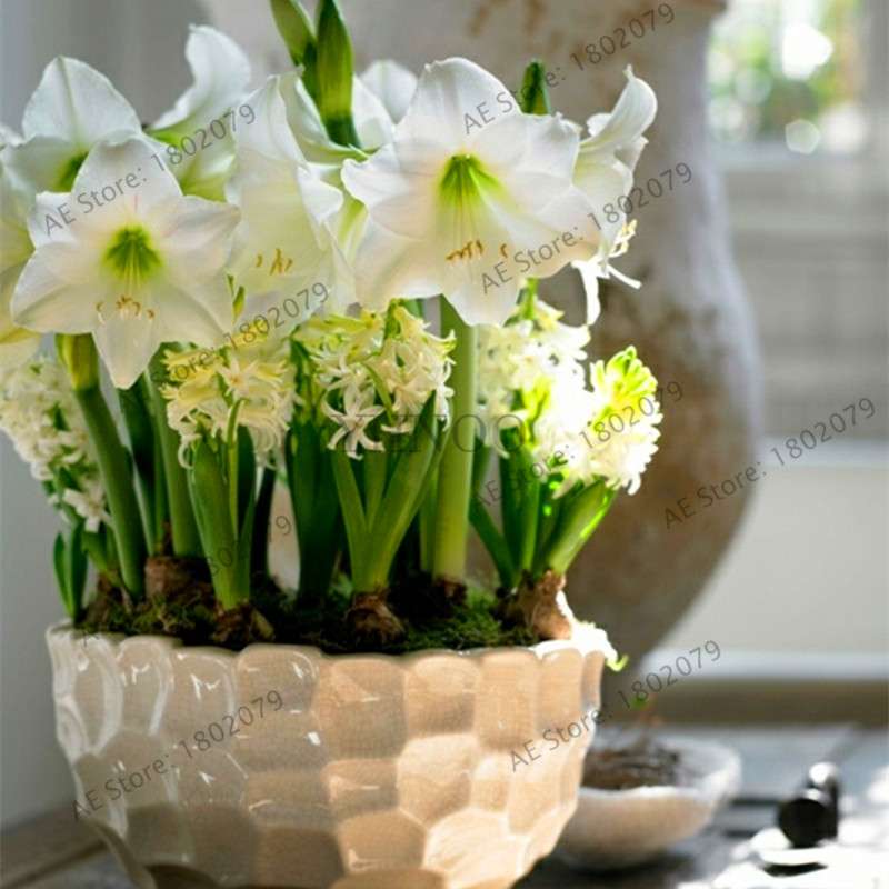 Vibrant Amaryllis Flower Seeds - High Germination, Easy to Grow, Hippeastrum Rutilum