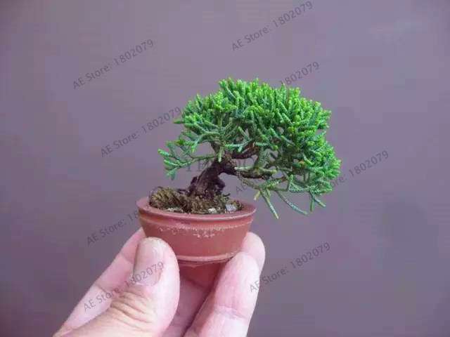 Mini Pine Bonsai Seeds for Indoor Gardens | Perennial Woody Plants