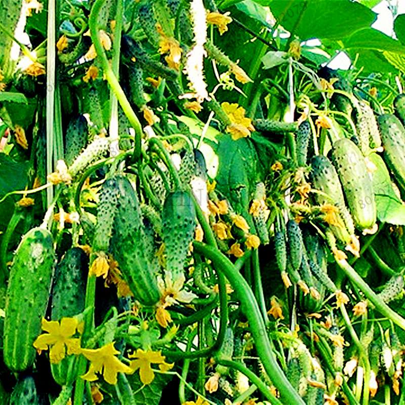 Organic Japanese Mini Cucumber Seeds - Fresh, Non-GMO for Home Garden & Bonsai Planting