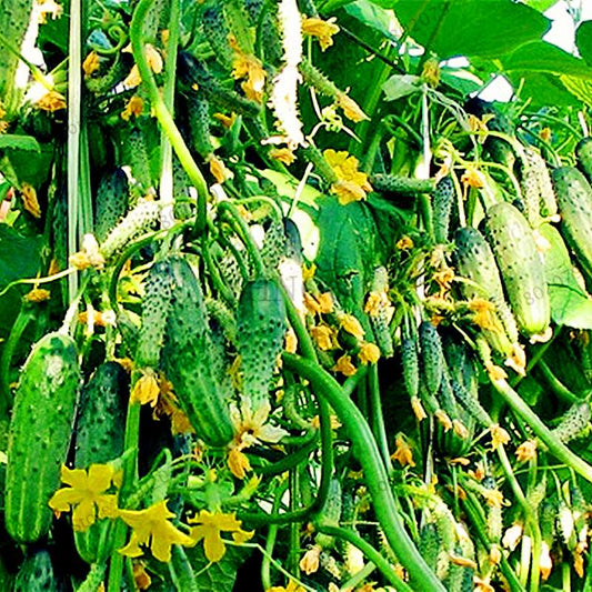 Organic Japanese Mini Cucumber Seeds - Fresh, Non-GMO for Home Garden & Bonsai Planting