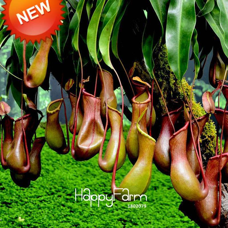 Carnivorous Nepenthes Seeds - Mosquito Eating Plant for Bonsai & Garden - Rare Insectivorous Variety