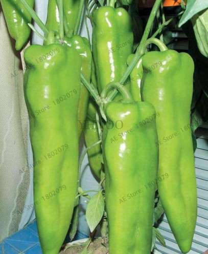 Giant Spicy Red Chili Pepper Seeds - Hot Heirloom Plants for Garden, Pots & Balcony - Non-GMO Bonsai Seeds