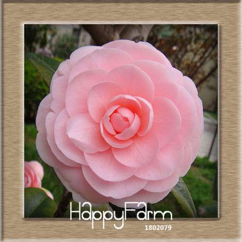 24-Color Camellia Seeds Kit - for Potted Plants, Bonsai & Garden Flowers | Fast-Growing & Vibrant Blooms