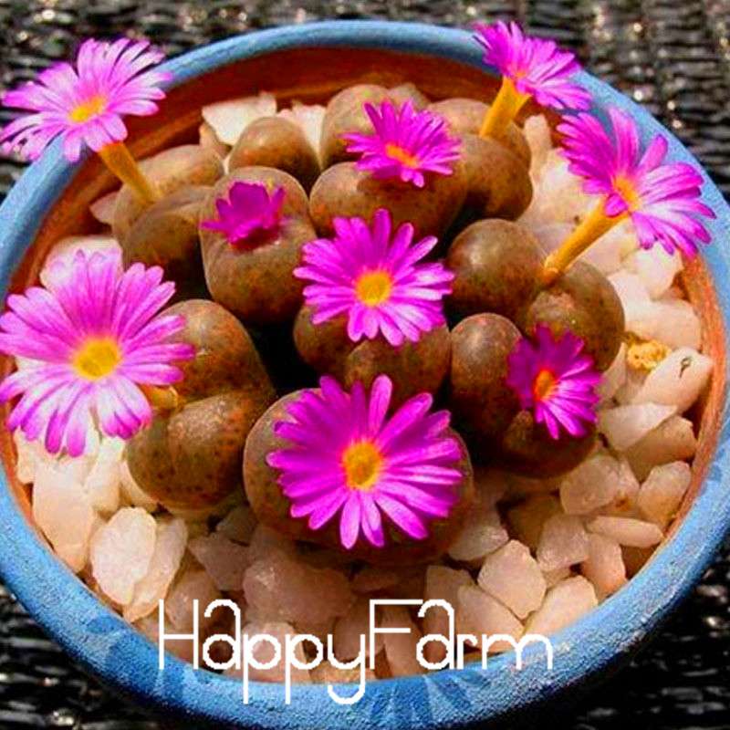 Purple Lithops Seeds - Unique Succulent Plants for Home, Office & Balcony Planting