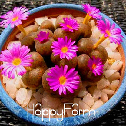 Purple Lithops Seeds - Unique Succulent Plants for Home, Office & Balcony Planting
