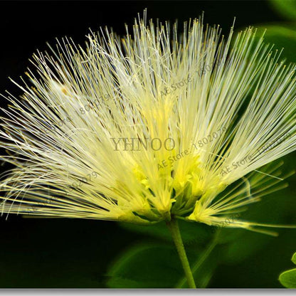 Exotic Bonsai Flower Seeds for Home Decor - Rare & Beautiful Varieties | Fast US Shipping
