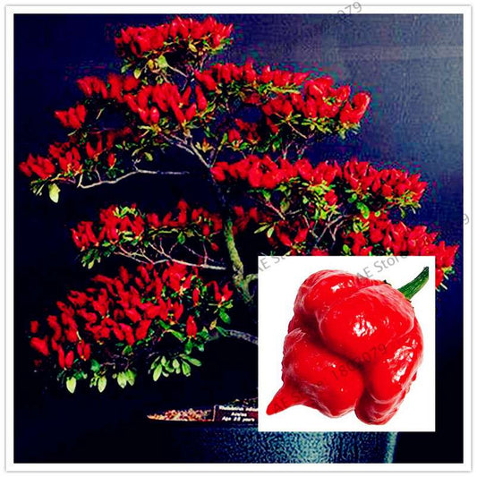 Hot Scorpion Pepper Seeds - Super Rare Edible Bonsai Plant for Home Garden & Spicy Cooking