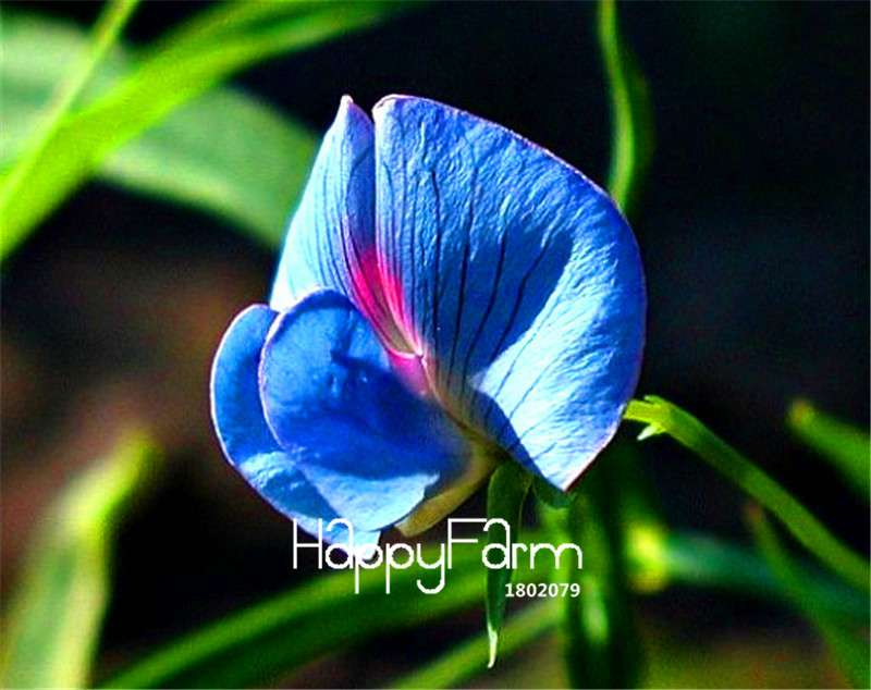 King Tut Blue Sweet Pea Seeds - Easy to Grow Bonsai Flowers for Home Garden, Non-GMO