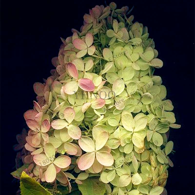 Vanilla Strawberry Hydrangea Seeds - Perennial Flowers for Wedding, Party & Garden Decor