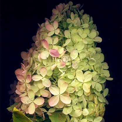 Vanilla Strawberry Hydrangea Seeds - Perennial Flowers for Wedding, Party & Garden Decor