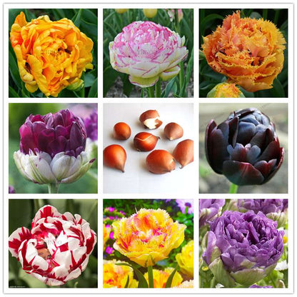 Purple & White Double Tulip Bulbs - Rare Bonsai Flowers for Home Garden, Perennial Blooming Plants
