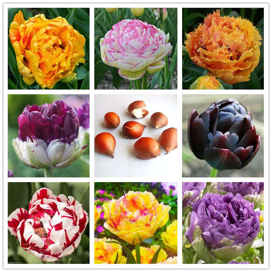 Purple & White Double Tulip Bulbs - Rare Bonsai Flowers for Home Garden, Perennial Blooming Plants