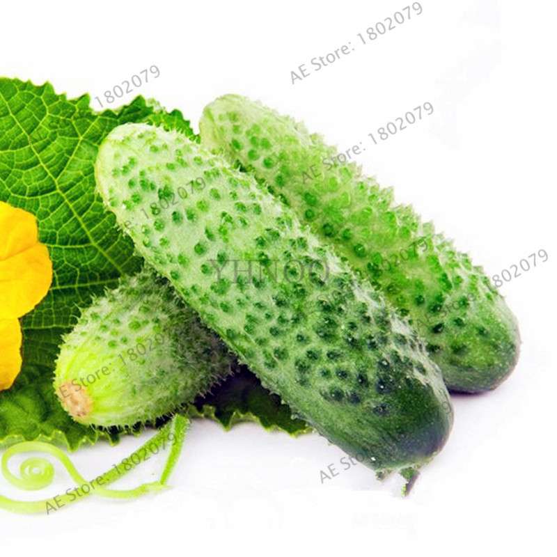 Organic Japanese Mini Cucumber Seeds - Fresh, Non-GMO for Home Garden & Bonsai Planting