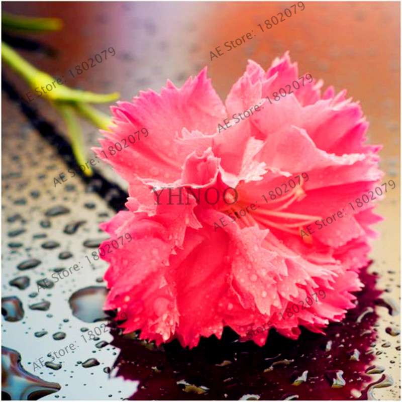 Dianthus Seeds - 24 Vibrant Colors, Easy to Grow, High Germination for DIY Garden Flowers | Fast Shipping