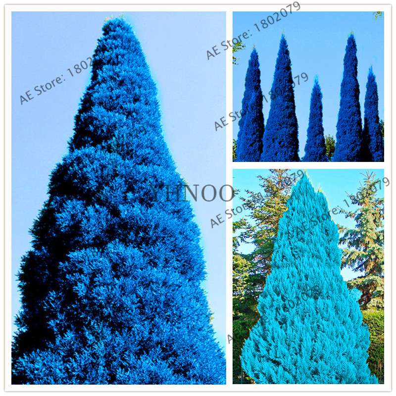 Rare Blue Cypress Tree Seeds - Easy-Grow Platycladus Orientalis for Your Garden | Fast Shipping