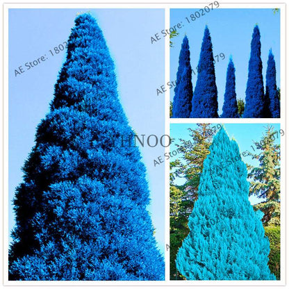 Rare Blue Cypress Tree Seeds - Easy-Grow Platycladus Orientalis for Your Garden | Fast Shipping