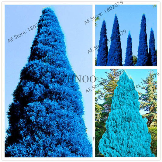 Rare Blue Cypress Tree Seeds - Easy-Grow Platycladus Orientalis for Your Garden | Fast Shipping
