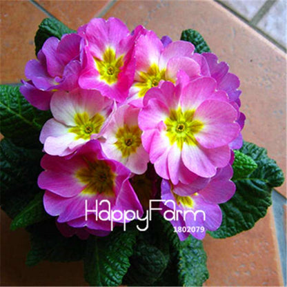 Rare Primrose Seeds (Primula malacoides) - Europe Bonsai Flower Seeds for Home Garden & Outdoor Planting