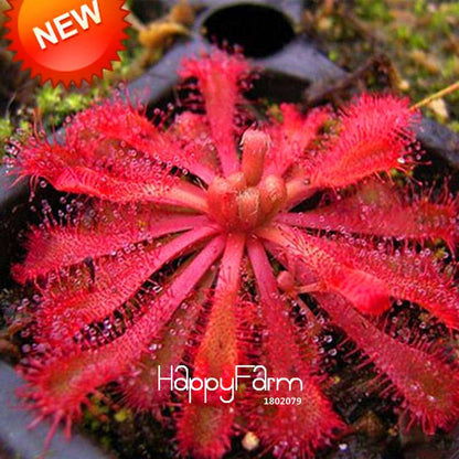 Sundew Seeds - Rare Carnivorous Bonsai Plants, Fresh & Novelty Garden Seeds for Home Gardening