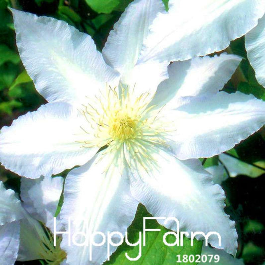 Premium Clematis Florida Seeds - for Bonsai & Home Garden | Easy-Grow DIY Flower Seeds