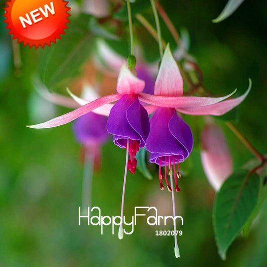 Fuchsia Flower Seeds - Pink Purple Bell Hanging Plants for Pots, Home & Garden