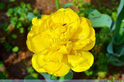 Rare Double Tulip Bulbs - Premium Imported Tulip Seeds for Home Garden Planting