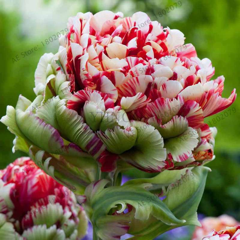 Rare Double Tulip Bulbs (Not Seeds) - 24 Colors, Fresh Flower Bulbs for Planting - Fast Shipping