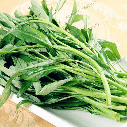 Big Leaf Water Spinach Seeds - Heat-Resistant, Nutritious Green Vegetable Seeds for Home Gardening